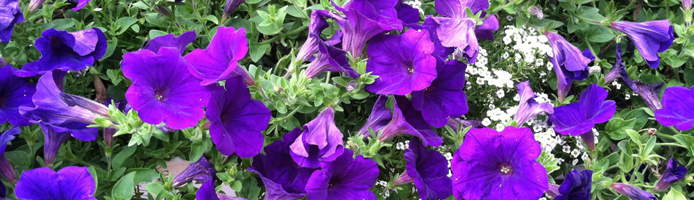 this page is for our patients who need information about our obstetrics and gynecology practice. use the patient medical release if you need to transfer care from our friends Dr. Bai Lee Gynecology, Mary Barr, Deb Giannone, and Irina S.-Reino.